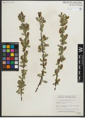 Foto von Salix myrtillifolia Anderson